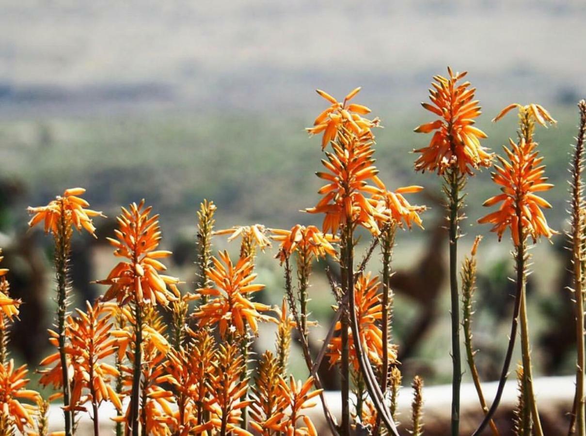 Cortijo El Paraiso Los Escullos Esterno foto